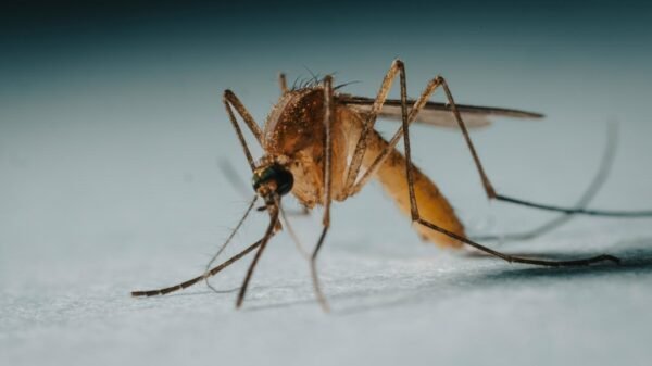 Illustrative dengue photograph, not the actual event