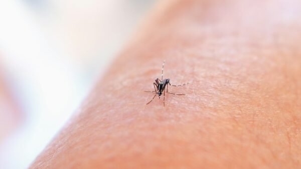 Aedes mosquito, dengue vector (illustrative)