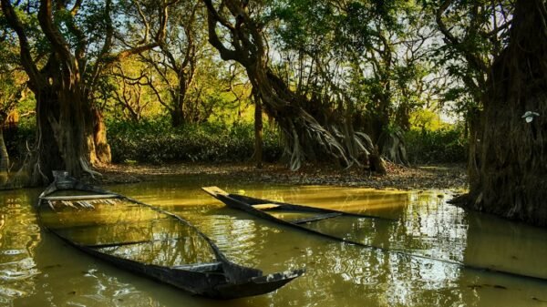 Sundarbans mangrove forest (illustrative)